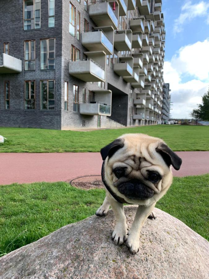 Cute Pug Guest Room Kopenhagen Exterior foto